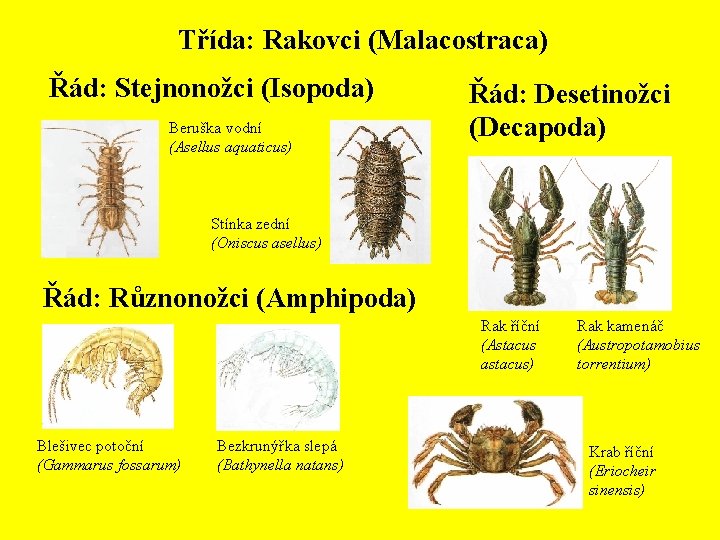 Třída: Rakovci (Malacostraca) Řád: Stejnonožci (Isopoda) Beruška vodní (Asellus aquaticus) Řád: Desetinožci (Decapoda) Stínka