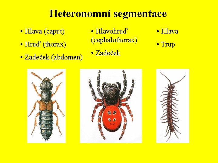 Heteronomní segmentace • Hlava (caput) • Hruď (thorax) • Zadeček (abdomen) • Hlavohruď (cephalothorax)