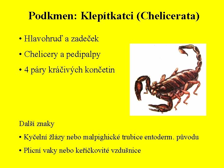 Podkmen: Klepítkatci (Chelicerata) • Hlavohruď a zadeček • Chelicery a pedipalpy • 4 páry