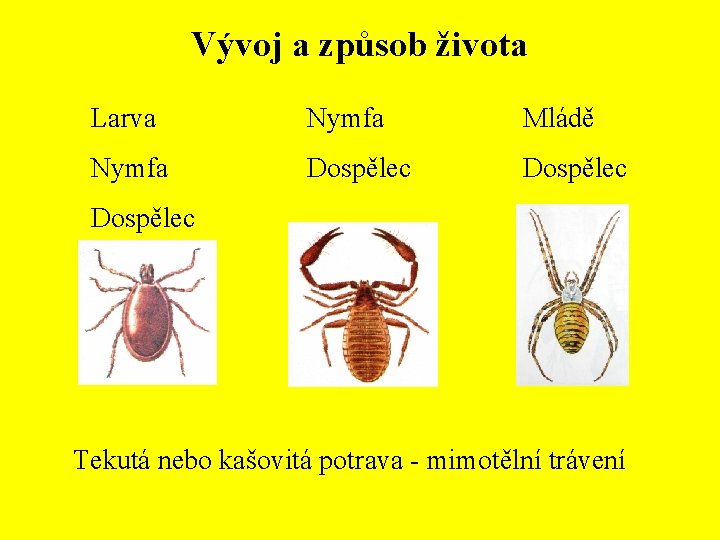 Vývoj a způsob života Larva Nymfa Mládě Nymfa Dospělec Tekutá nebo kašovitá potrava -