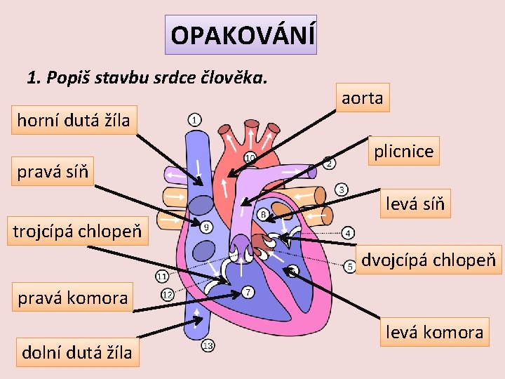 OPAKOVÁNÍ 1. Popiš stavbu srdce člověka. horní dutá žíla pravá síň aorta plicnice levá