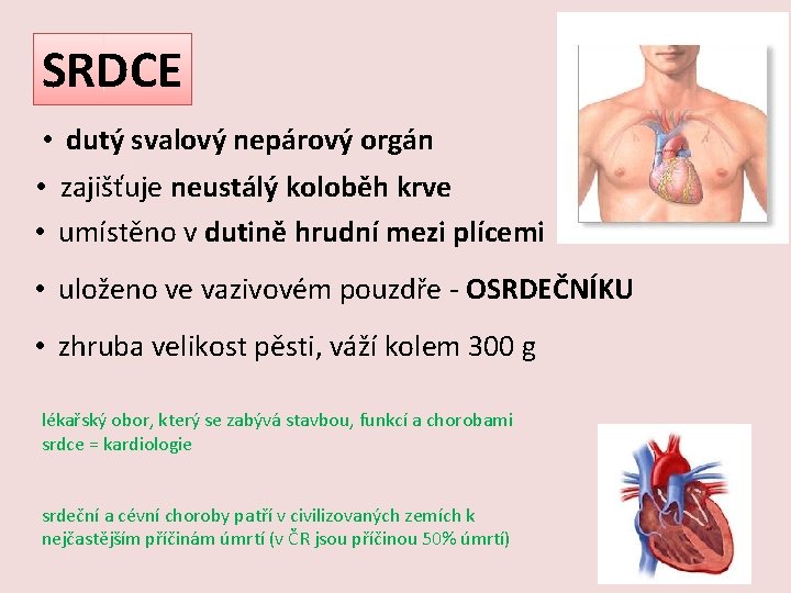 SRDCE • dutý svalový nepárový orgán • zajišťuje neustálý koloběh krve • umístěno v