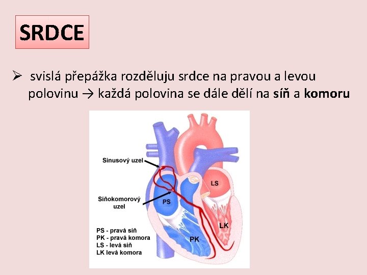 SRDCE Ø svislá přepážka rozděluju srdce na pravou a levou polovinu → každá polovina
