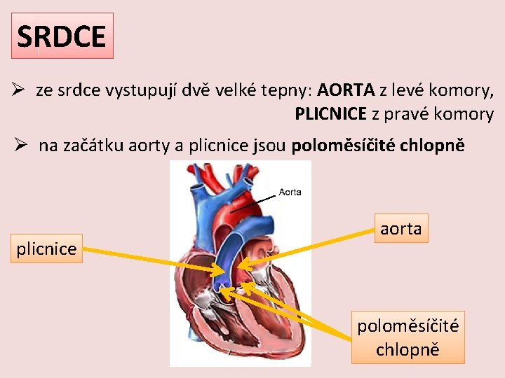 SRDCE Ø ze srdce vystupují dvě velké tepny: AORTA z levé komory, PLICNICE z