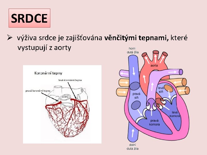 SRDCE Ø výživa srdce je zajišťována věnčitými tepnami, které vystupují z aorty 