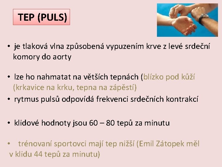 TEP (PULS) • je tlaková vlna způsobená vypuzením krve z levé srdeční komory do