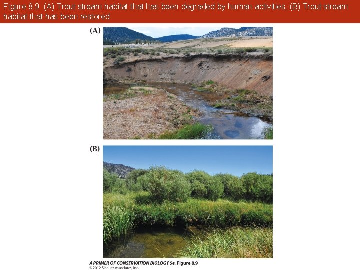 Figure 8. 9 (A) Trout stream habitat that has been degraded by human activities;