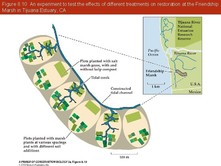 Figure 8. 10 An experiment to test the effects of different treatments on restoration
