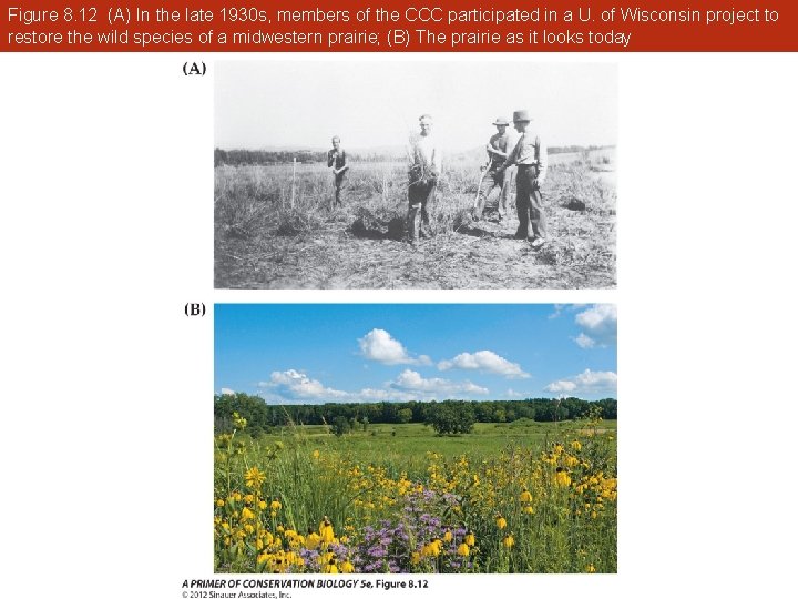 Figure 8. 12 (A) In the late 1930 s, members of the CCC participated