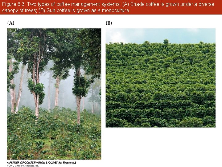 Figure 8. 3 Two types of coffee management systems: (A) Shade coffee is grown