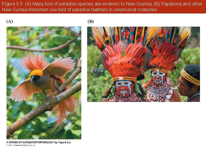 Figure 8. 5 (A) Many bird of paradise species are endemic to New Guinea;