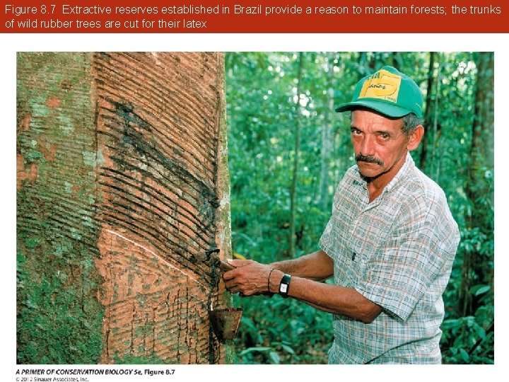 Figure 8. 7 Extractive reserves established in Brazil provide a reason to maintain forests;