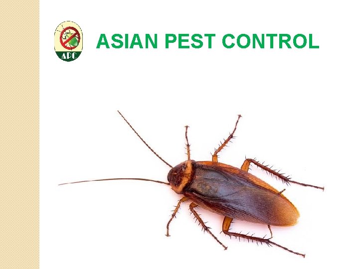 ASIAN PEST CONTROL 