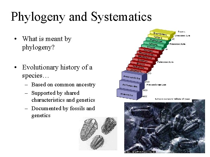 Phylogeny and Systematics • What is meant by phylogeny? • Evolutionary history of a