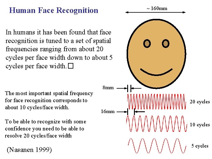 ~ 160 mm Human Face Recognition In humans it has been found that face