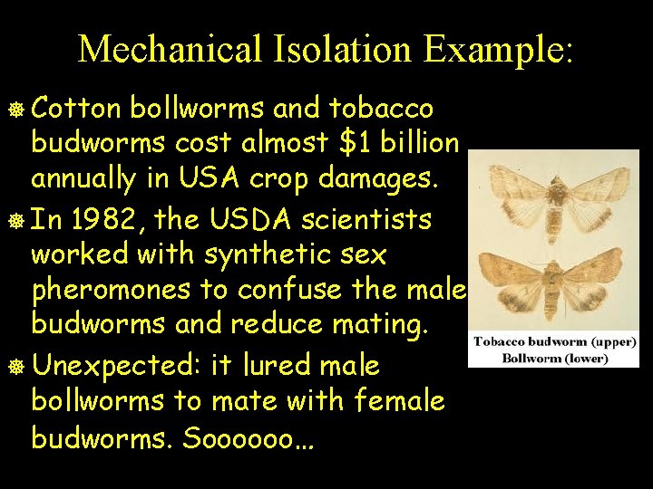 Mechanical Isolation Example: ] Cotton bollworms and tobacco budworms cost almost $1 billion annually