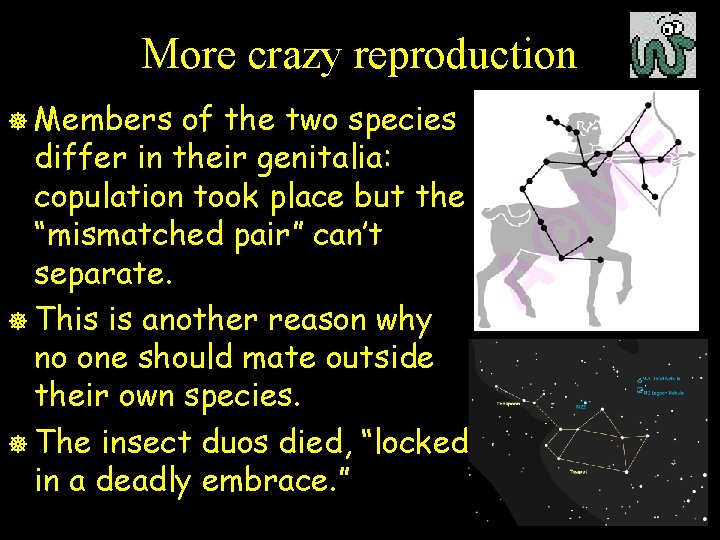 More crazy reproduction ] Members of the two species differ in their genitalia: copulation