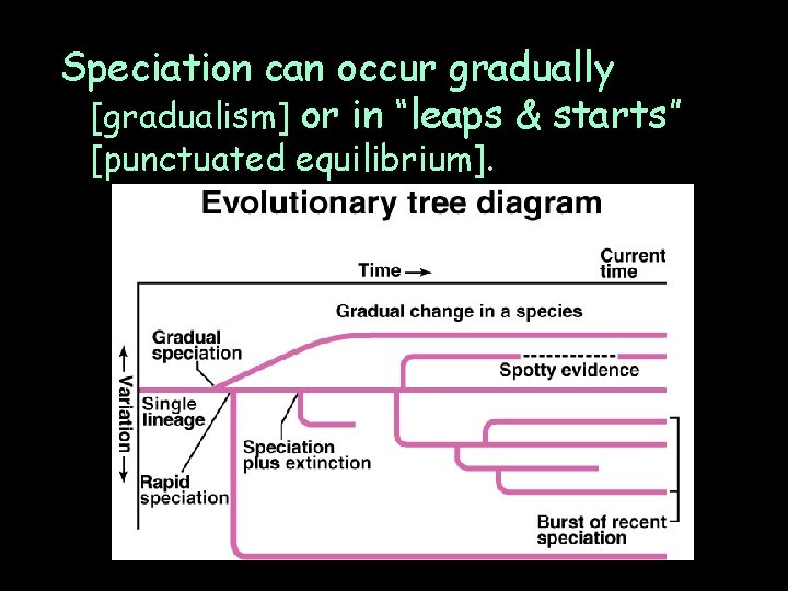 Speciation can occur gradually [gradualism] or in “leaps & starts” [punctuated equilibrium]. 