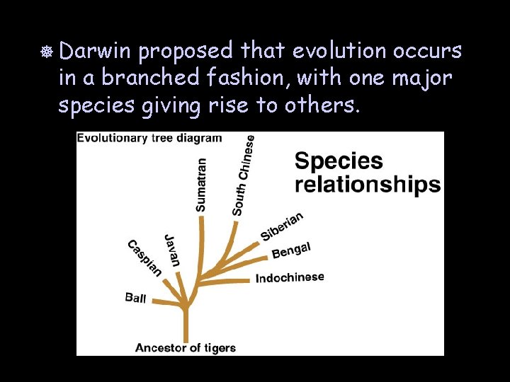 ] Darwin proposed that evolution occurs in a branched fashion, with one major species