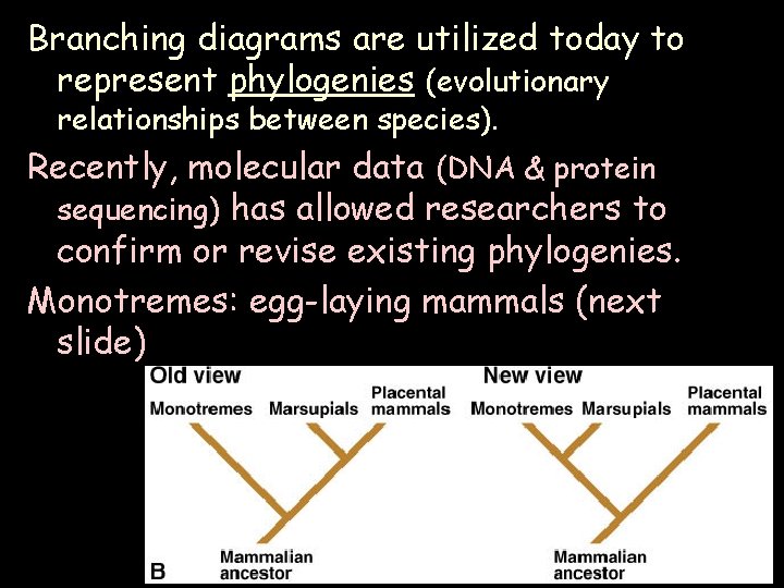 Branching diagrams are utilized today to represent phylogenies (evolutionary relationships between species). Recently, molecular