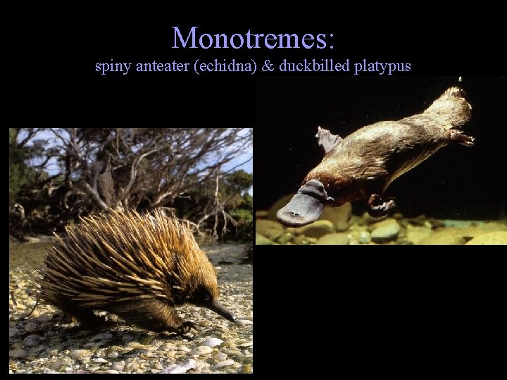 Monotremes: spiny anteater (echidna) & duckbilled platypus 
