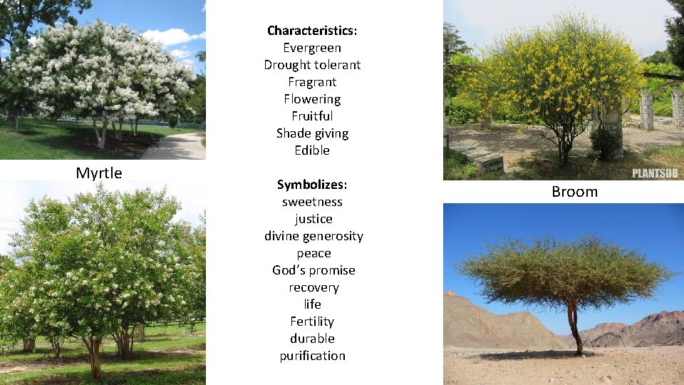 Characteristics: Evergreen Drought tolerant Fragrant Flowering Fruitful Shade giving Edible Myrtle Symbolizes: sweetness justice