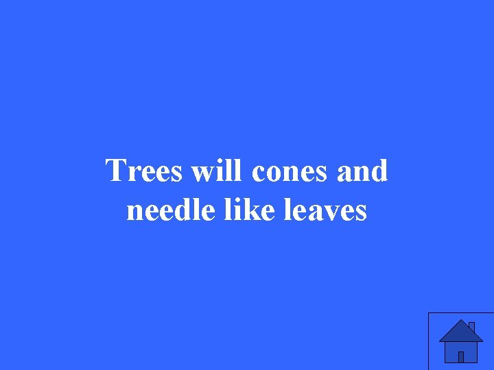 Trees will cones and needle like leaves 