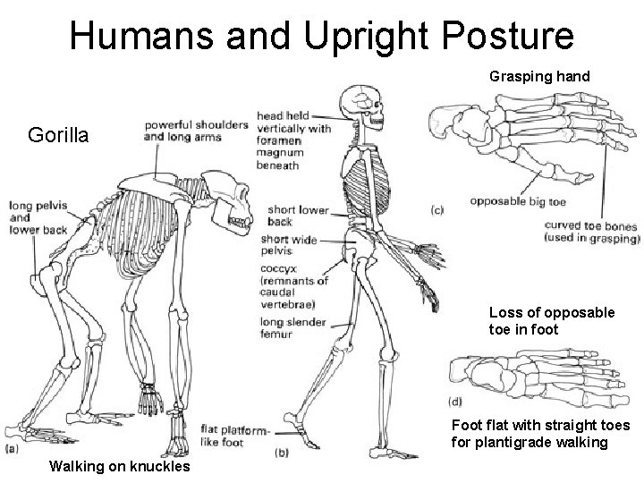 Humans and Upright Posture Grasping hand Gorilla Loss of opposable toe in foot Foot