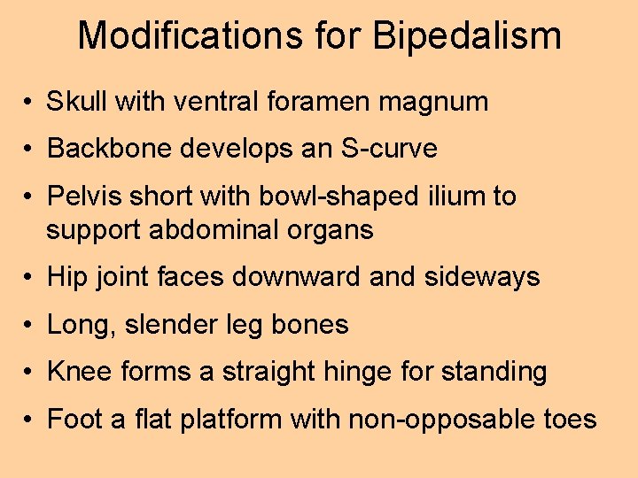 Modifications for Bipedalism • Skull with ventral foramen magnum • Backbone develops an S-curve