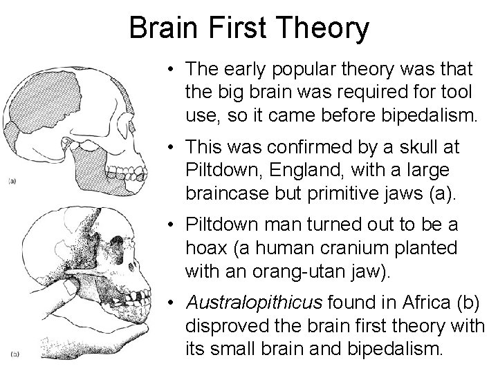 Brain First Theory • The early popular theory was that the big brain was