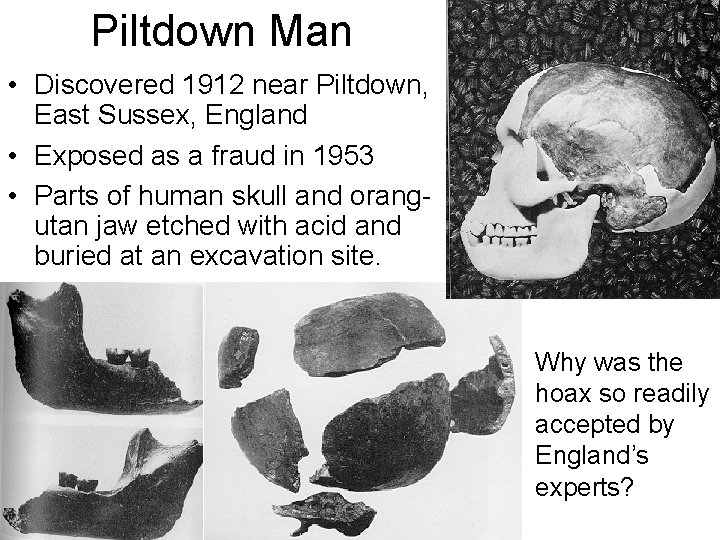 Piltdown Man • Discovered 1912 near Piltdown, East Sussex, England • Exposed as a