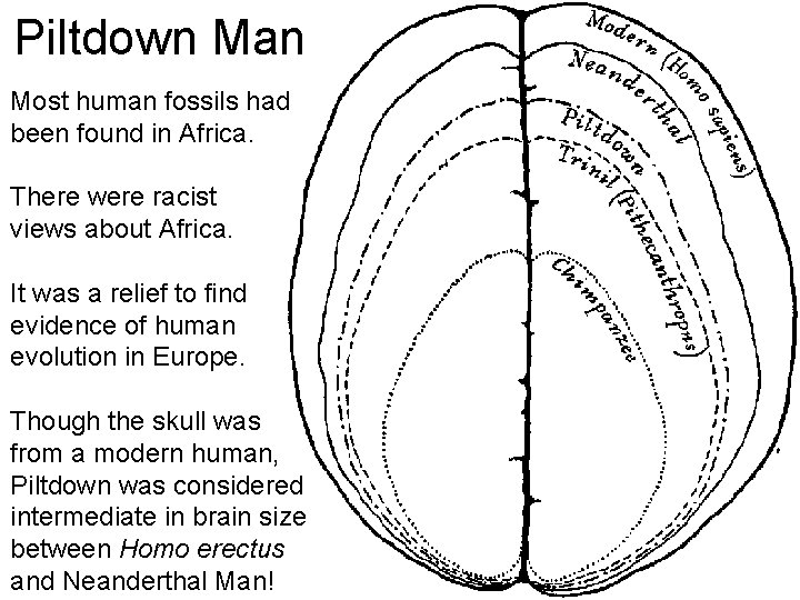 Piltdown Man Most human fossils had been found in Africa. There were racist views