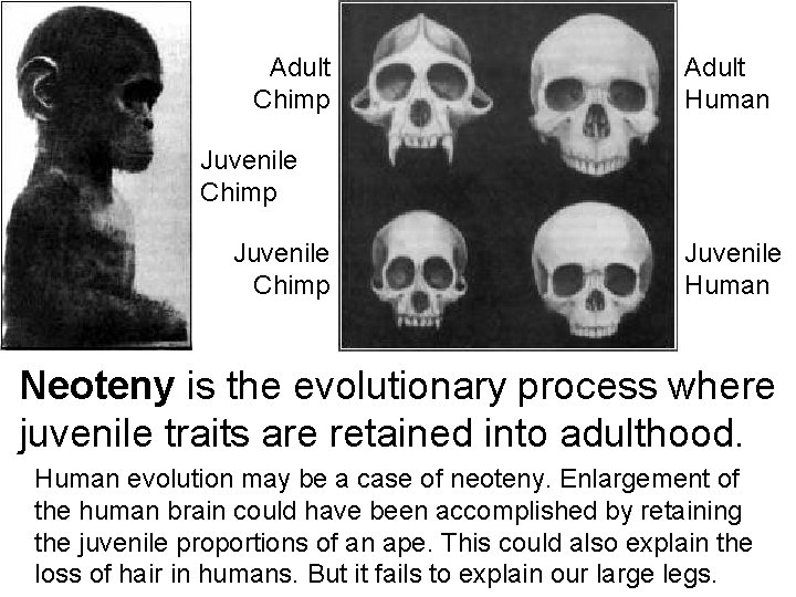 Adult Chimp Adult Human Juvenile Chimp Juvenile Human Neoteny is the evolutionary process where