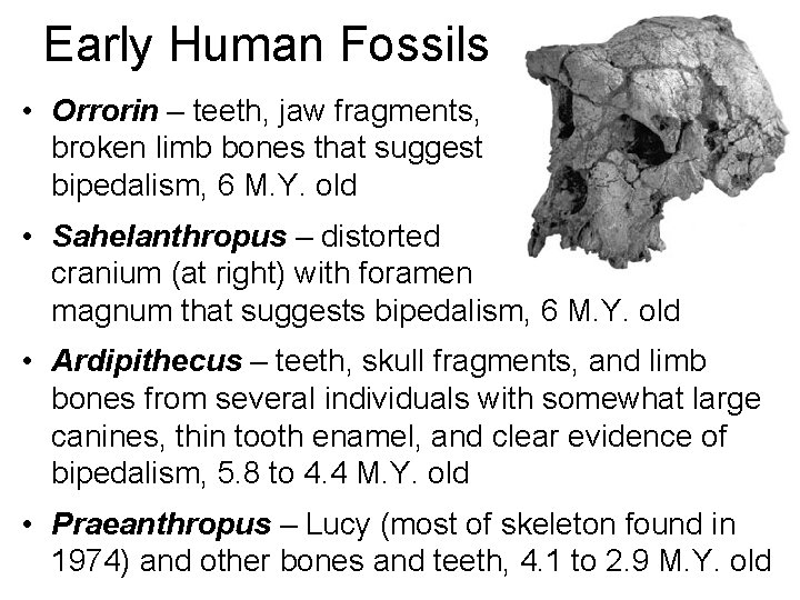 Early Human Fossils • Orrorin – teeth, jaw fragments, broken limb bones that suggest