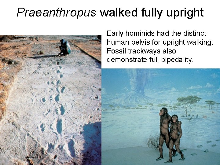 Praeanthropus walked fully upright Early hominids had the distinct human pelvis for upright walking.