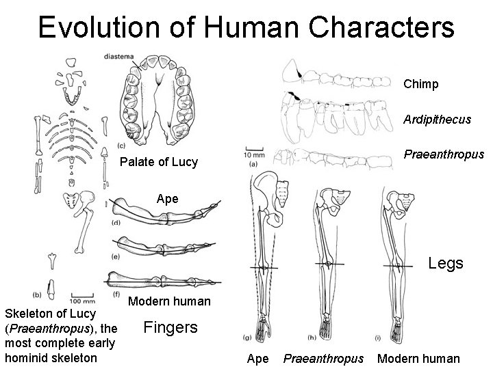 Evolution of Human Characters Chimp Ardipithecus Praeanthropus Palate of Lucy Ape Legs Skeleton of