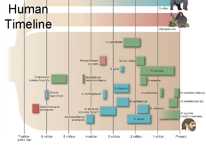 Human Timeline 