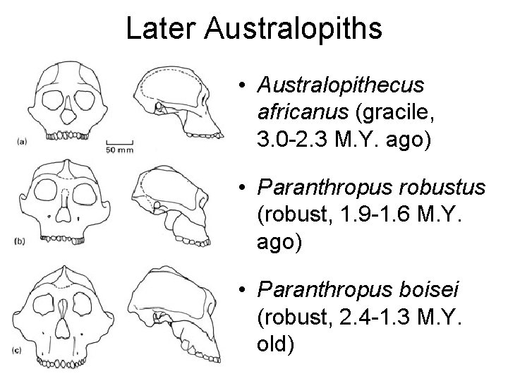 Later Australopiths • Australopithecus africanus (gracile, 3. 0 -2. 3 M. Y. ago) •