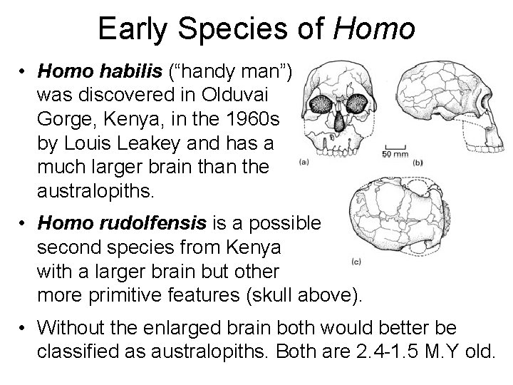 Early Species of Homo • Homo habilis (“handy man”) was discovered in Olduvai Gorge,