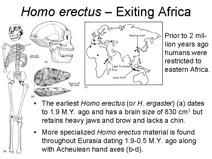 Homo erectus – Exiting Africa Prior to 2 million years ago humans were restricted