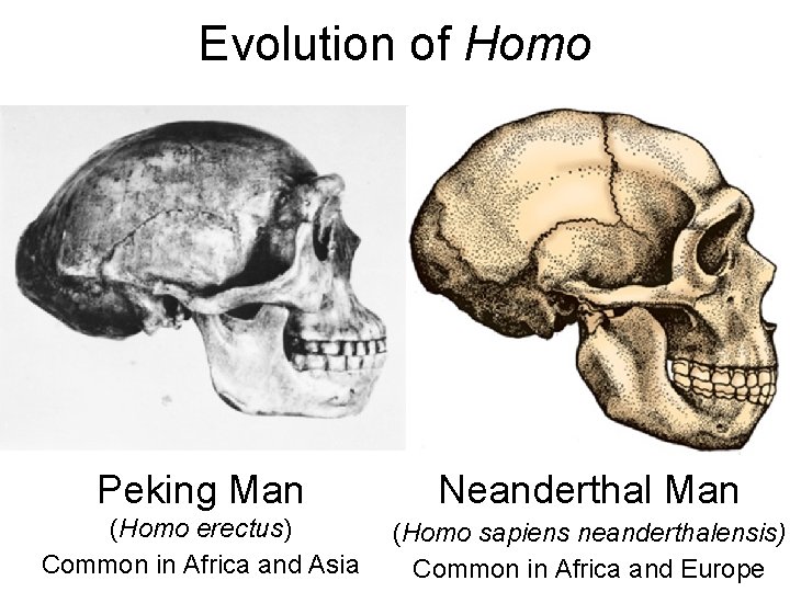 Evolution of Homo Peking Man Neanderthal Man (Homo erectus) Common in Africa and Asia