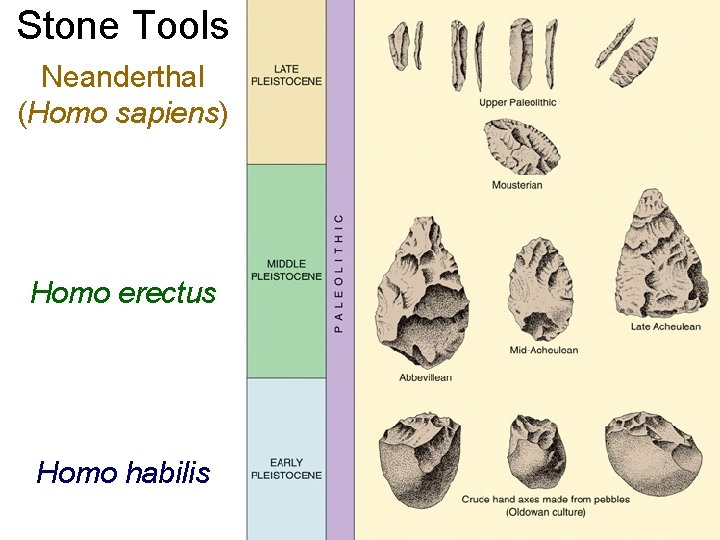 Stone Tools Neanderthal (Homo sapiens) Homo erectus Homo habilis 