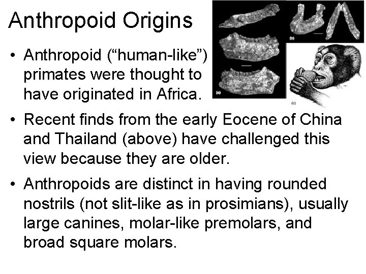 Anthropoid Origins • Anthropoid (“human-like”) primates were thought to have originated in Africa. •