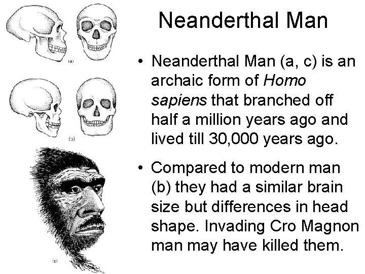 Neanderthal Man • Neanderthal Man (a, c) is an archaic form of Homo sapiens