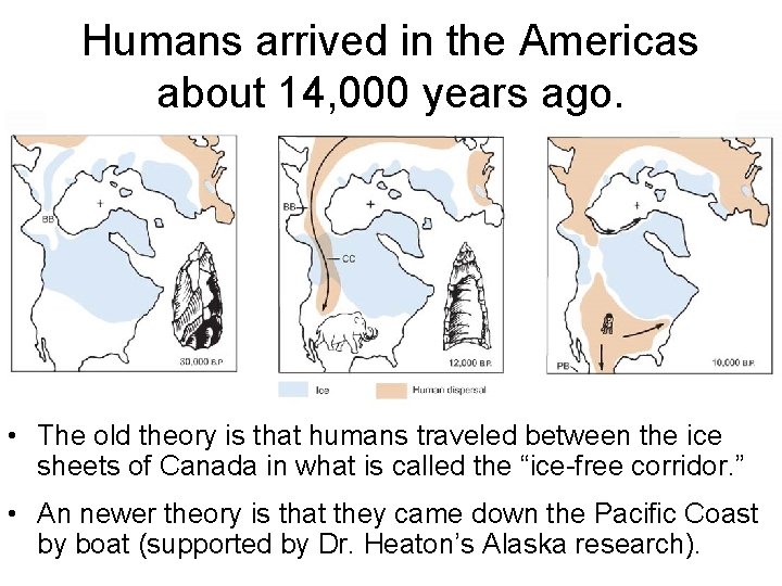 Humans arrived in the Americas about 14, 000 years ago. • The old theory