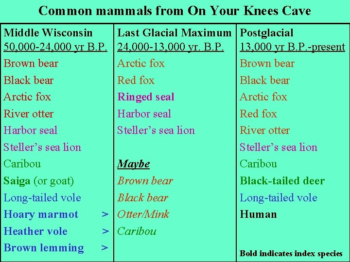 Common mammals from On Your Knees Cave Middle Wisconsin 50, 000 -24, 000 yr