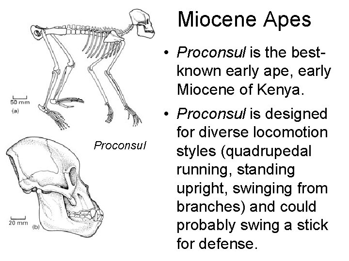 Miocene Apes • Proconsul is the bestknown early ape, early Miocene of Kenya. Proconsul