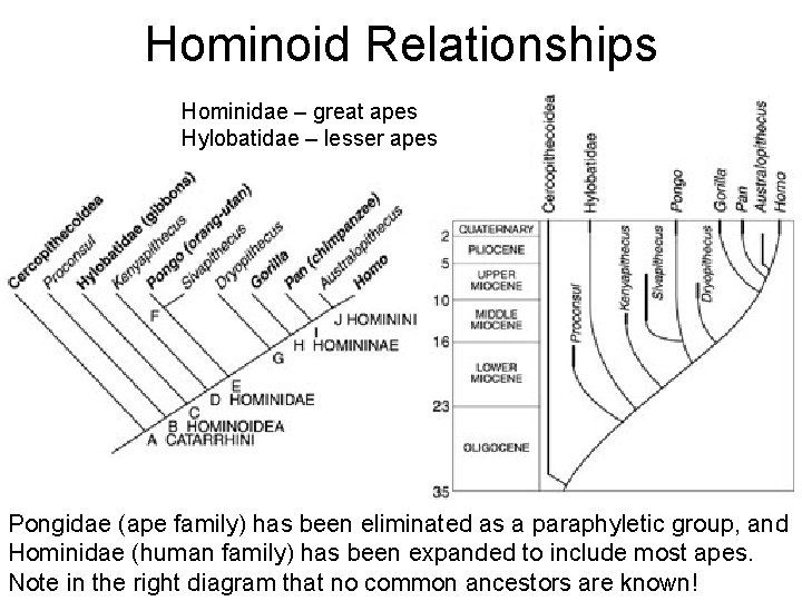 Hominoid Relationships Hominidae – great apes Hylobatidae – lesser apes Pongidae (ape family) has