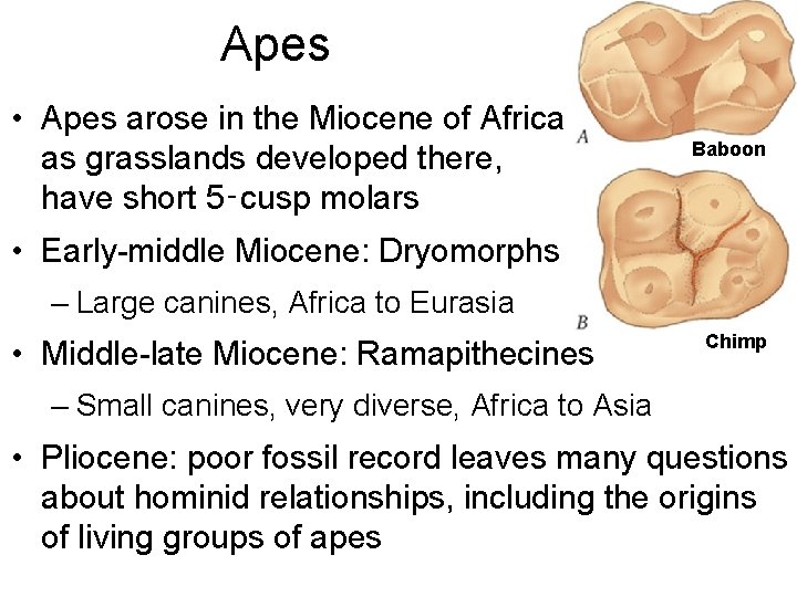 Apes • Apes arose in the Miocene of Africa as grasslands developed there, have
