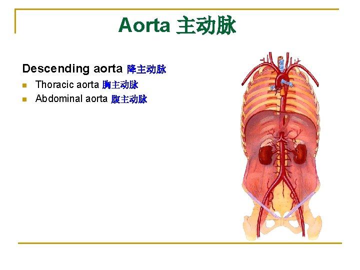 Aorta 主动脉 Descending aorta 降主动脉 n n Thoracic aorta 胸主动脉 Abdominal aorta 腹主动脉 